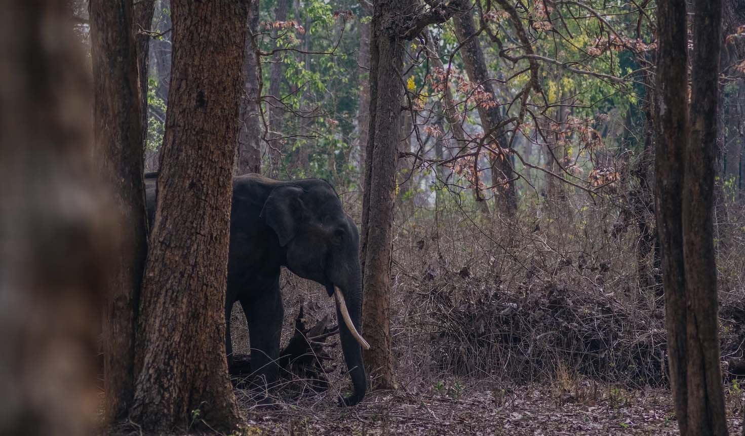 Nagarhole Elephant