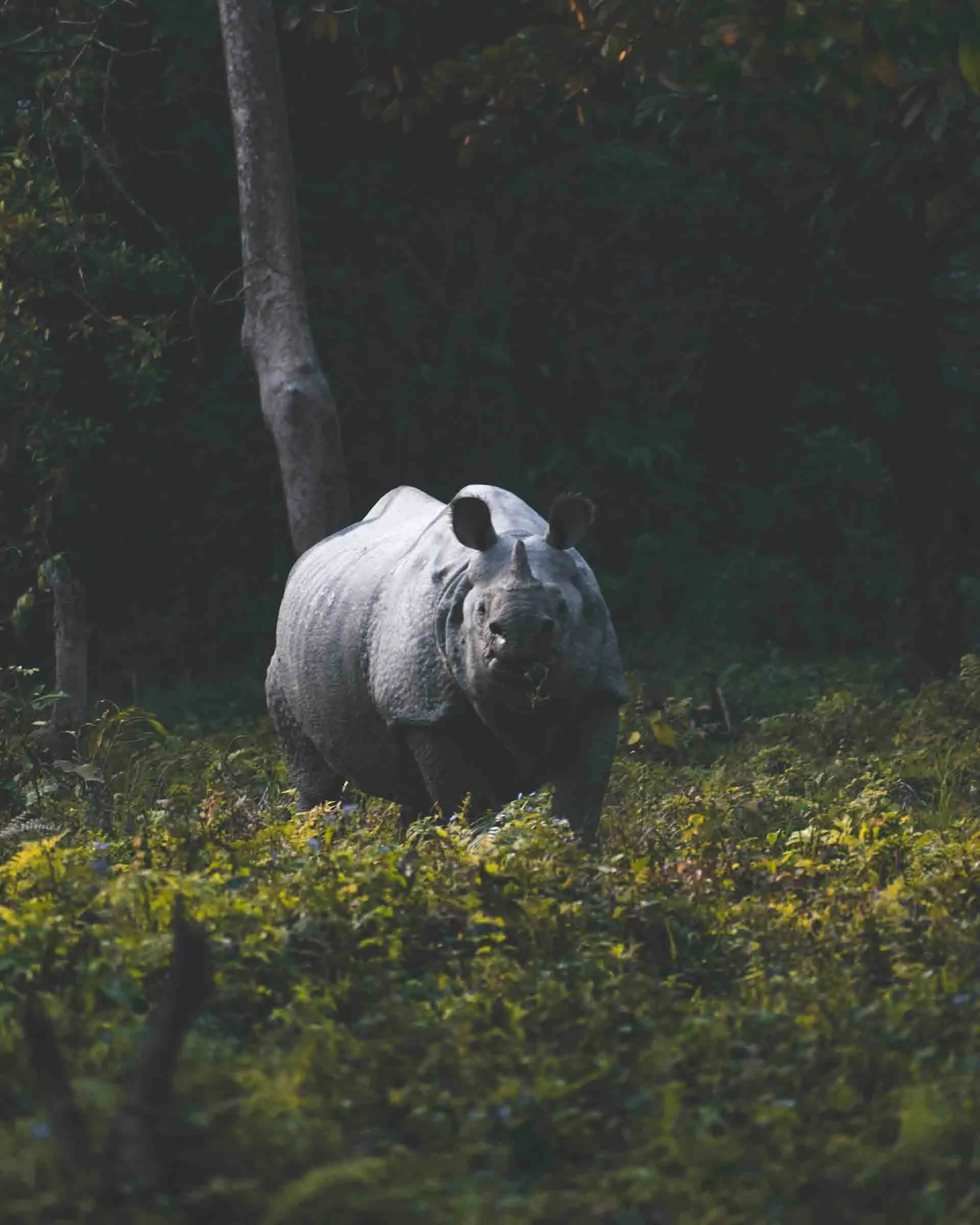 Assam Rhino