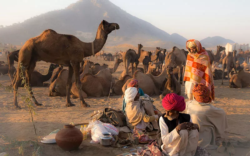 Rajasthan Camel Fair