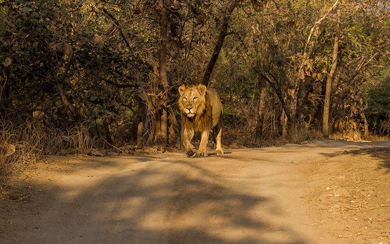Gujarat Lion