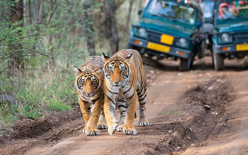 Indian Tiger Safari Tour
