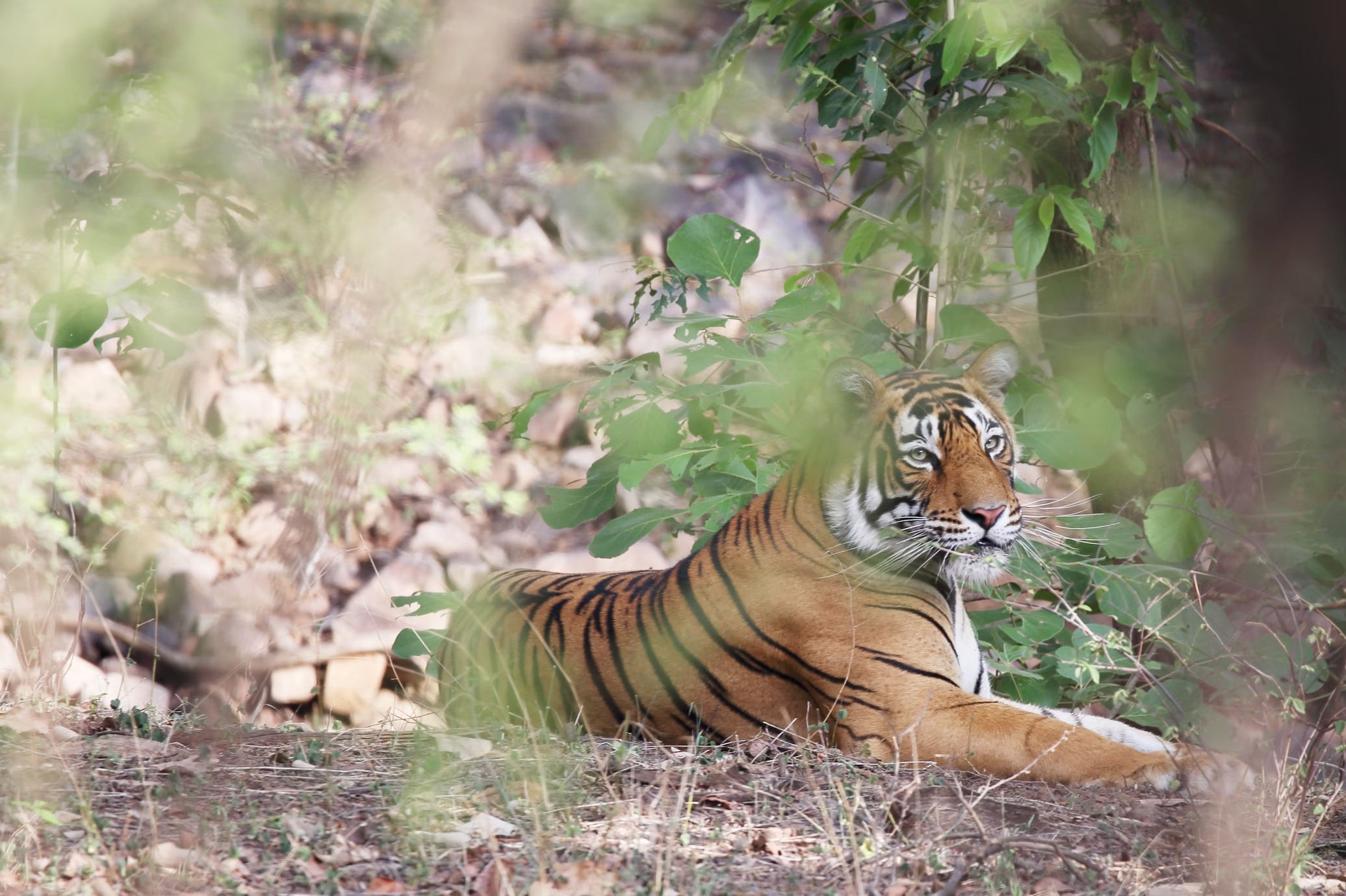 Tiger in Ranthambore Park