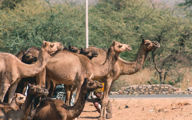 Camel in Pushkar Rajasthan