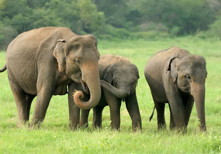 Elephants Thekkady Wildlife Kerala